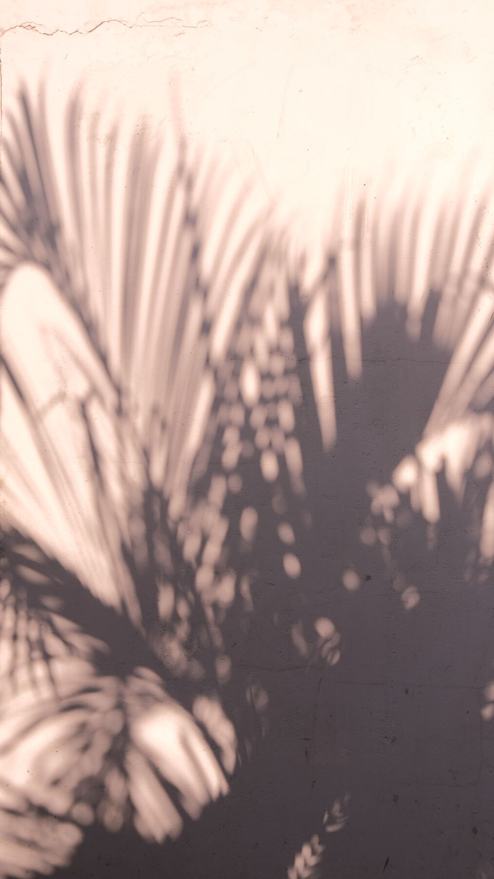 Palm shadows on a sunlit wall